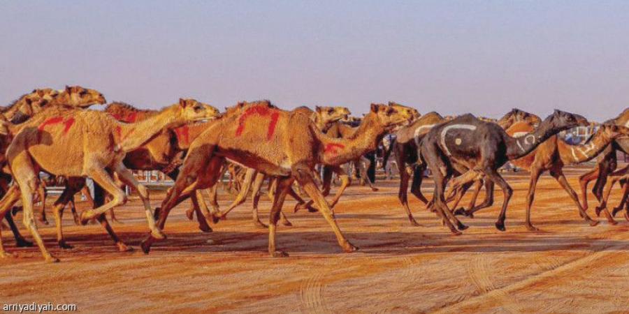 الثلاثاء.. انطلاق أشواط الهجيج بـ225 متنا و9 مشاركين - جورنالك الرياضي