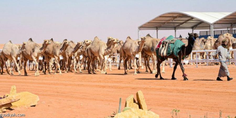 إطلاق تطبيق «الغزايز» في منافسات الجمل - جورنالك الرياضي