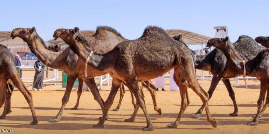 بمشاركة نسائية.. سباقات الهجن تقطع 1.335 - جورنالك الرياضي