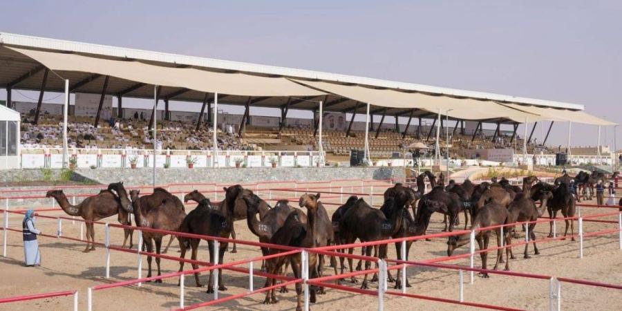 مشاركة واسعة في مزاينة مدينة زايد للإبل - جورنالك في الأحد 09:56 مساءً