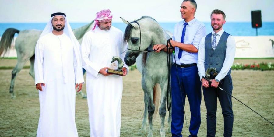 المهر «أم زد أديب» يتألق بمهرجان الشارقة كلباء السادس للجواد العربي - جورنالك في الأحد 07:04 مساءً