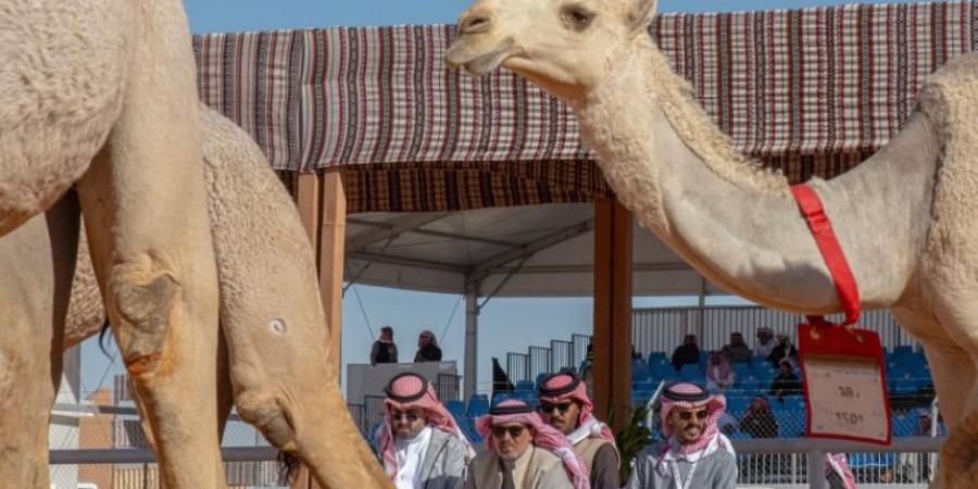 مهرجان الإبل يعزز الاستدامة البيئية بالعناية بـ 1244 شجيرة ونخلة - جورنالك السعودي