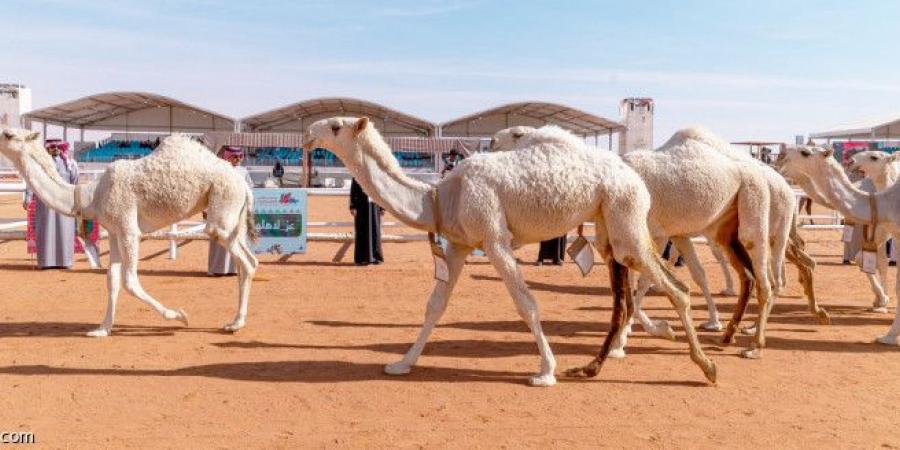 مهرجان الإبل.. 45 فردية تتنافس في فئات الدق - جورنالك الرياضي