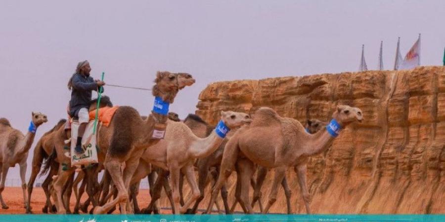 مهرجان الإبل.. الثلاثاء انطلاق منافسات «الطبع» - جورنالك الرياضي