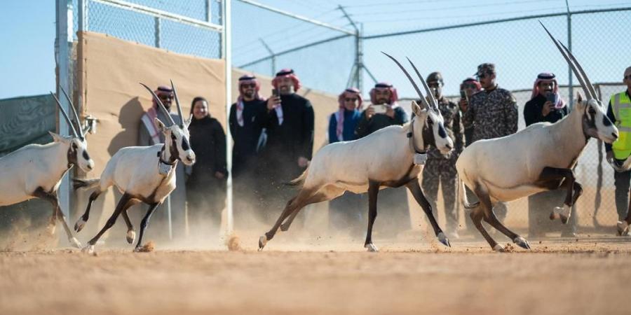 شاهد: إطلاق 66 من ظباء الريم والإدمي و المها الوضيحي وطيور الحبارى في محمية الملك خالد الملكية - جورنالك