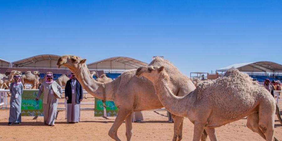 في فئتين.. مهرجان الملك عبدالعزيز للإبل يكشف عن حالات عبث - جورنالك السعودي