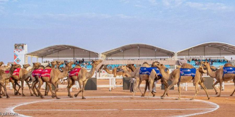 مهرجان الإبل.. الرشيدي يتزعم تحدي الطبع - جورنالك الرياضي