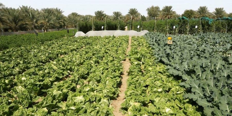 «أبوظبي للزراعة» تعزز الأمن الغذائي باستراتيجية متكاملة - جورنالك في الثلاثاء 10:45 مساءً