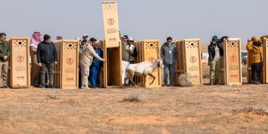 محمية الإمام تركي..إطلاق 95 من الكائنات الفطرية المهددة بالانقراض - جورنالك السعودي