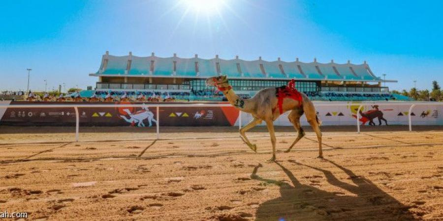 مهرجان الملك.. 70 مليون ريال مقسمة على 224 شوطا - جورنالك