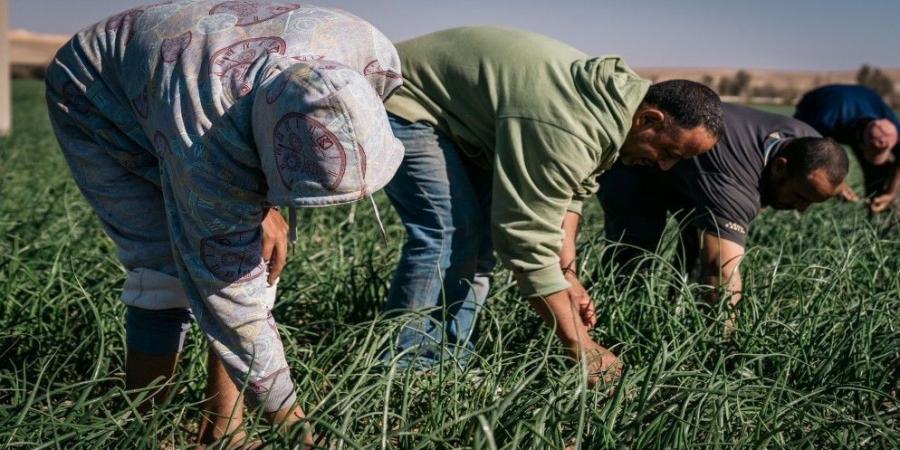 "مزارعو وادي الأردن": يجب تضافر الجهود لتذليل العقبات أمام الصادرات الأردنية - جورنالك