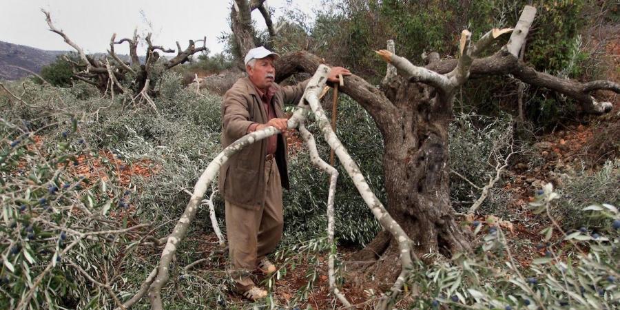 مستوطنون صهاينة يهاجمون أراضٍ زراعية في الأغوار ويقطعون أشجارًا - جورنالك