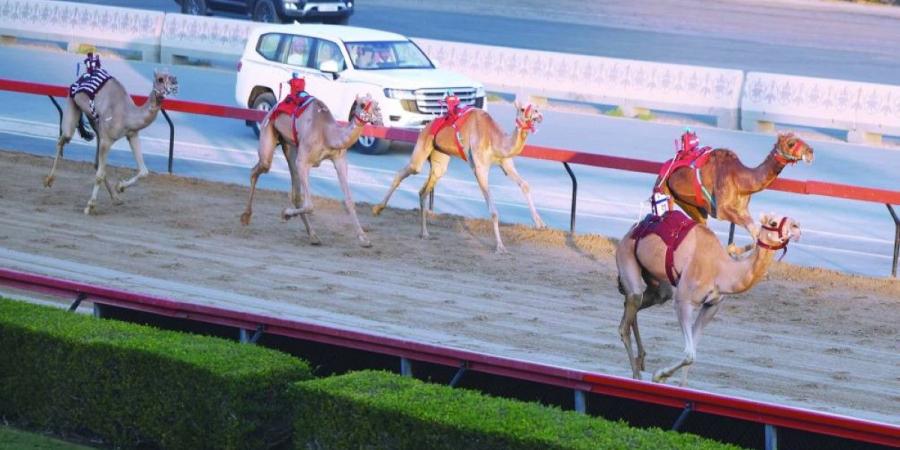 تحدي الإيذاع يشعل منافسات مهرجان ولي عهد دبي للهجن - جورنالك في الاثنين 09:23 مساءً