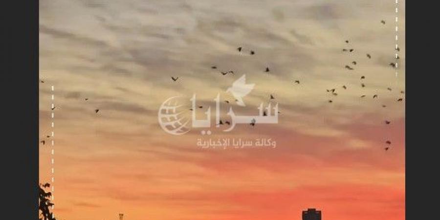 شاهد طيور بأعداد كبيرة في سماء عمان -فيديو - جورنالك