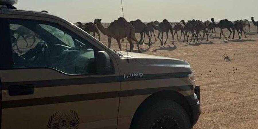 12:09 الأمن البيئي يضبط مواطنًا لارتكابه مخالفة رعي في محمية الملك عبدالعزيز الملكية - جورنالك