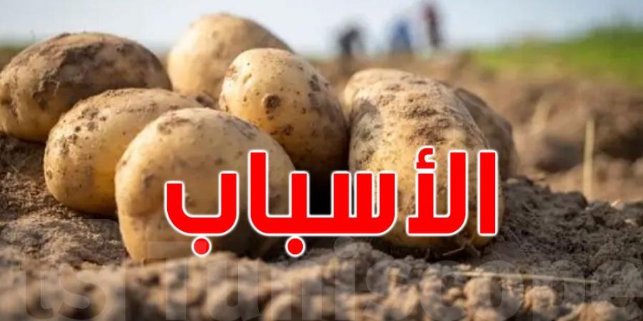 نابل: إرتفاع كلفة إنتاج البطاطا يُغضب الفلاحين - جورنالك