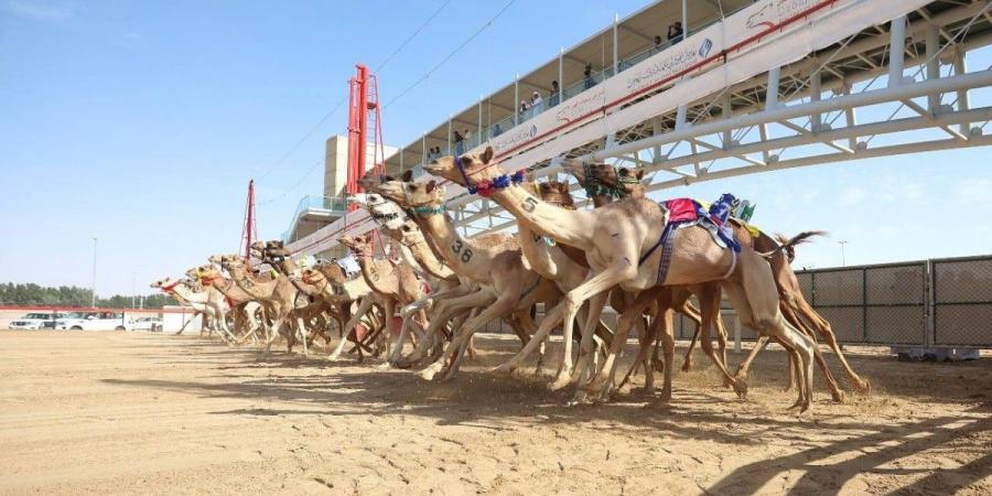 مهرجان ولي عهد دبي بالمرموم.. 1333 مطية في انطلاقة سباقات هجن القبائل - جورنالك في الجمعة 10:26 صباحاً